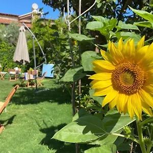 Otel Lemon-ada Butik Kuşadası